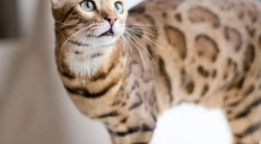 Бенгал мачка (слика): мала копија од леопардот